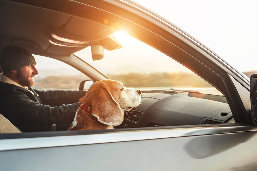 10 Tips for a Pet-Friendly Road Trip