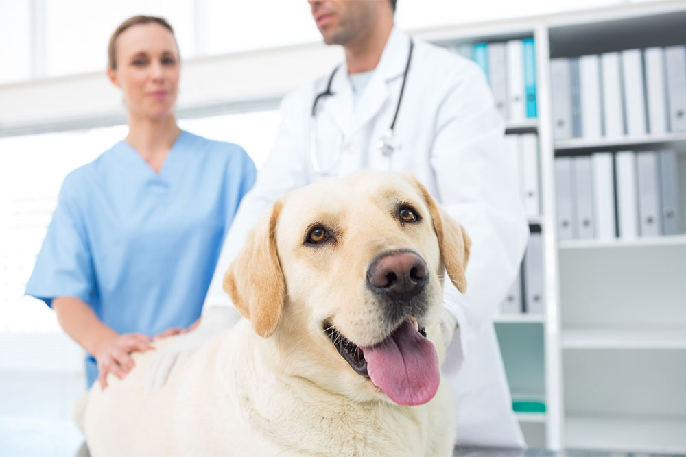 4 Fast-acting Flea and Tick Medications for Dogs