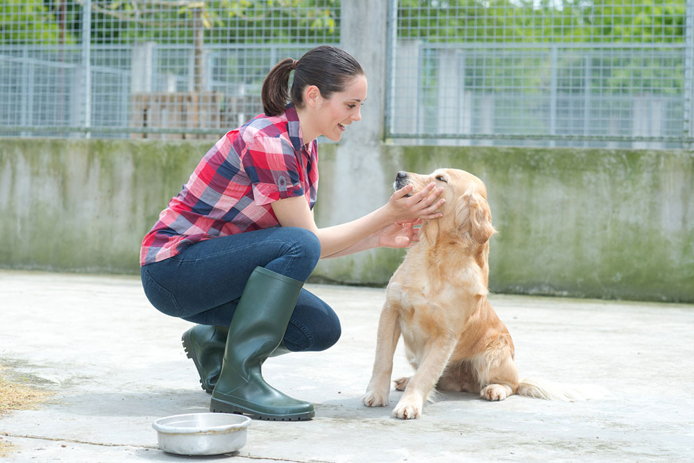 4 Reasons to Adopt From Animal Shelters and Rescues