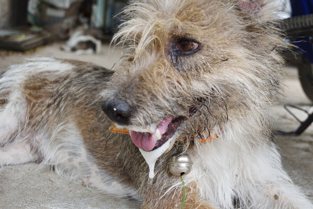 5 Symptoms of Pet Toxicity