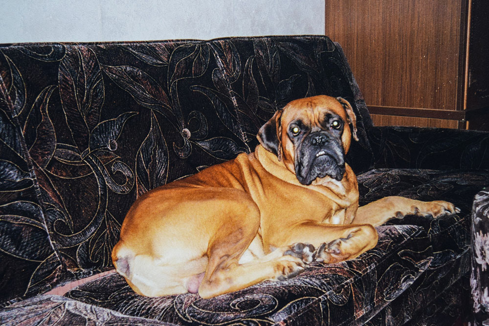 6 Tips for Feeding Dogs with Diabetes