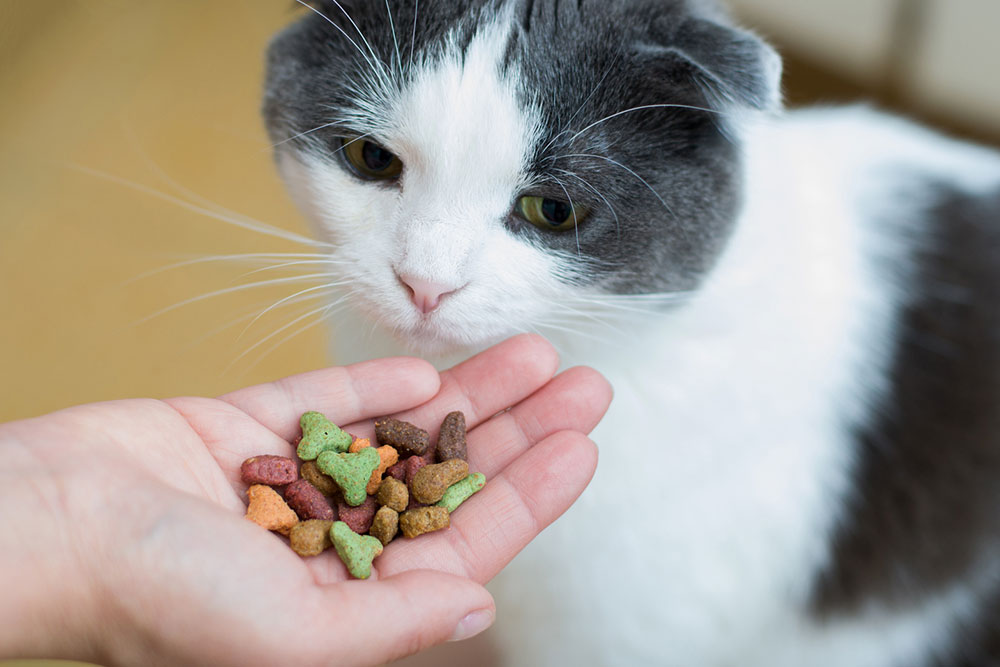 6 Healthy Store-bought Cat Treat Brands