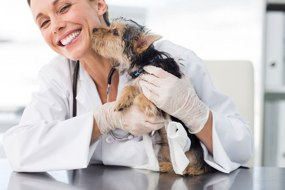 Top 6 Vet-prescribed Medications for Pets